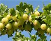 Kruisbessen soorten ook (doornloze) met heerlijke vruchten - 7 - Thumbnail