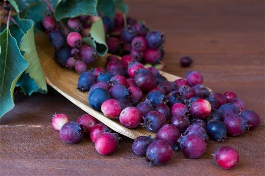 Krentenboom vruchten zijn super gezond vol met vitaminen. - 0