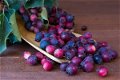 Krentenboom vruchten zijn super gezond vol met vitaminen. - 0 - Thumbnail