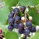 Krentenboom vruchten zijn super gezond vol met vitaminen. - 1 - Thumbnail