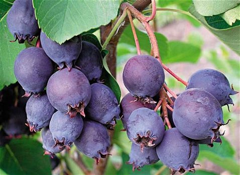 Krentenboom vruchten zijn super gezond vol met vitaminen. - 4