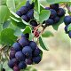 Krentenboom vruchten zijn super gezond vol met vitaminen. - 6 - Thumbnail
