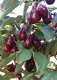 Kornoelje (Cornus mas) met mooie bloemen dan die heerlijke vruchten!!! - 6 - Thumbnail