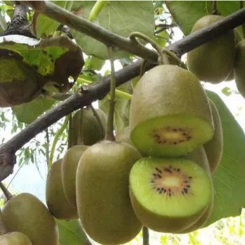 Kiwibessen rode, groene, gele Kiwi’s heerlijke gezonde vruchten - 1