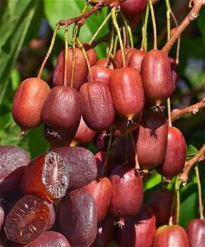 Kiwibessen rode, groene, gele Kiwi’s heerlijke gezonde vruchten - 2