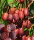 Kiwibessen rode, groene, gele Kiwi’s heerlijke gezonde vruchten - 2 - Thumbnail