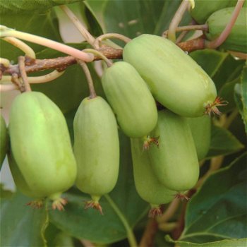 Kiwibessen rode, groene, gele Kiwi’s heerlijke gezonde vruchten - 4