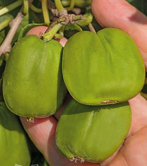 Kiwibessen rode, groene, gele Kiwi’s heerlijke gezonde vruchten - 5