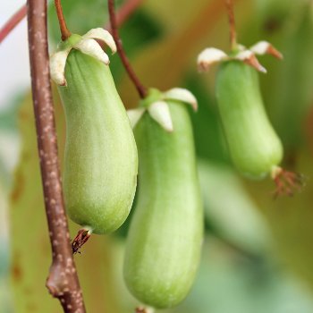 Kiwibessen rode, groene, gele Kiwi’s heerlijke gezonde vruchten - 7