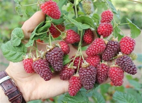 loganberry, een braam-framboos groot violet paarse zoete vruchten - 0