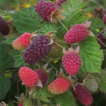 loganberry, een braam-framboos groot violet paarse zoete vruchten - 3