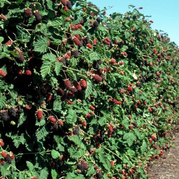 loganberry, een braam-framboos groot violet paarse zoete vruchten - 4