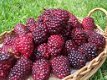 loganberry, een braam-framboos groot violet paarse zoete vruchten - 5 - Thumbnail