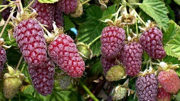 loganberry, een braam-framboos groot violet paarse zoete vruchten - 6