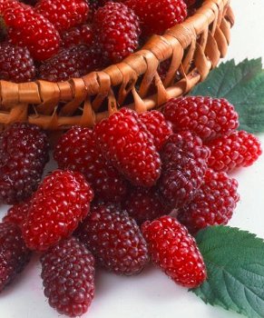 Tayberry (Rubus) een heerlijke rode Braam met grote vruchten! - 0