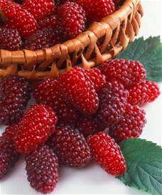 Tayberry (Rubus) een heerlijke rode Braam met grote vruchten!