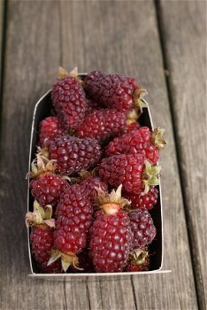 Tayberry (Rubus) een heerlijke rode Braam met grote vruchten! - 1