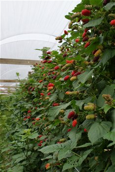 Tayberry (Rubus) een heerlijke rode Braam met grote vruchten! - 2
