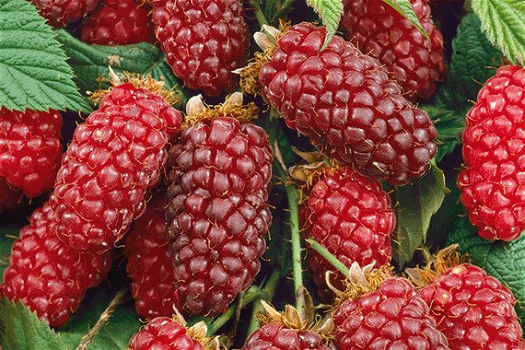 Tayberry (Rubus) een heerlijke rode Braam met grote vruchten! - 3