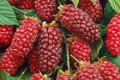 Tayberry (Rubus) een heerlijke rode Braam met grote vruchten! - 3 - Thumbnail