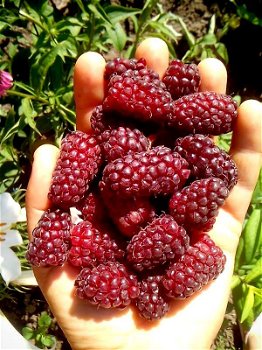 Tayberry (Rubus) een heerlijke rode Braam met grote vruchten! - 4