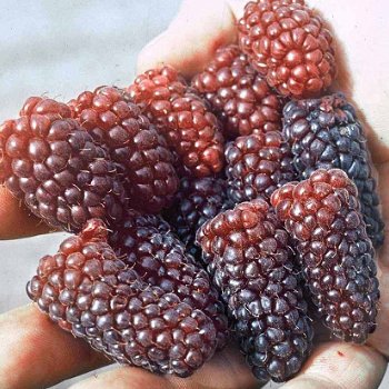 Tayberry (Rubus) een heerlijke rode Braam met grote vruchten! - 5