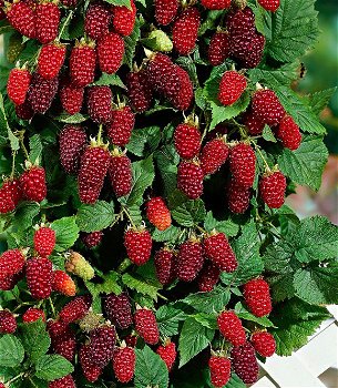 Tayberry (Rubus) een heerlijke rode Braam met grote vruchten! - 7