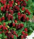 Tayberry (Rubus) een heerlijke rode Braam met grote vruchten! - 7 - Thumbnail