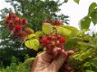 Wijnbessen, heerlijke kleine zoete rode besjes - 3 - Thumbnail