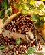 Hazelnoot mooie soorten met heerlijke noten,(geënte) planten - 0 - Thumbnail