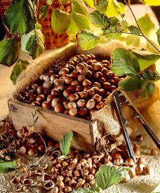 Hazelnoot mooie soorten met heerlijke noten,(geënte) planten