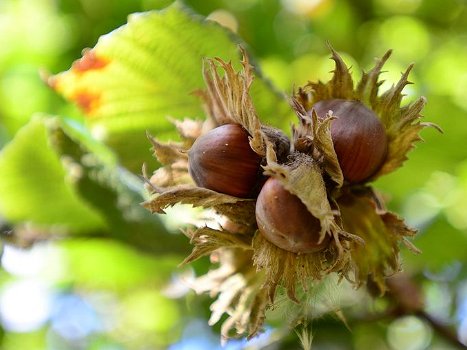 Hazelnoot mooie soorten met heerlijke noten,(geënte) planten - 2