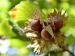 Hazelnoot mooie soorten met heerlijke noten,(geënte) planten - 2 - Thumbnail
