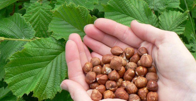 Hazelnoot mooie soorten met heerlijke noten,(geënte) planten - 3