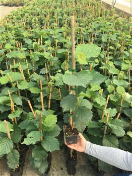 Hazelnoot mooie soorten met heerlijke noten,(geënte) planten - 4