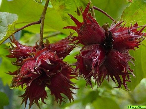 Hazelnoot mooie soorten met heerlijke noten,(geënte) planten - 5