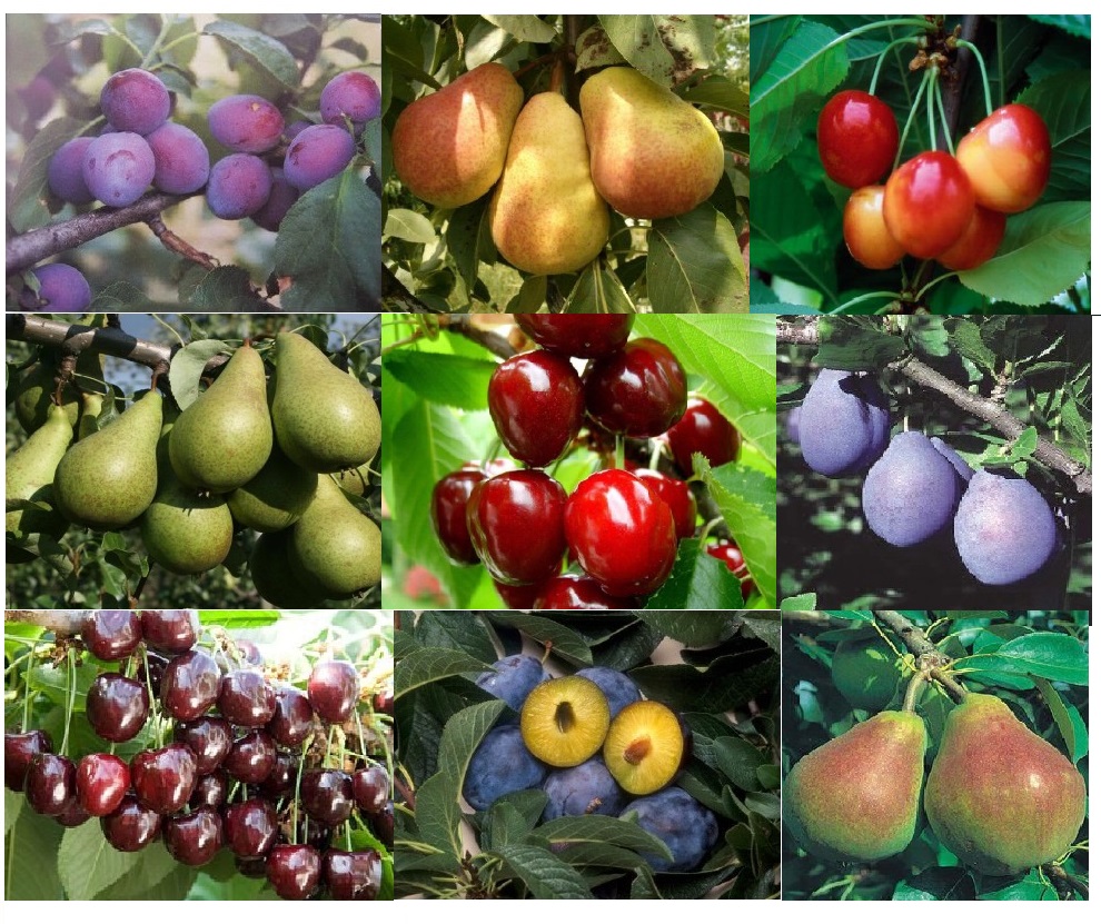 Fruitbomen, appels, peren, pruimen, kersen, abrikozen, nectarine en perzik