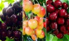 Fruitbomen, appels, peren, pruimen, kersen, abrikozen, nectarine en perzik - 3 - Thumbnail