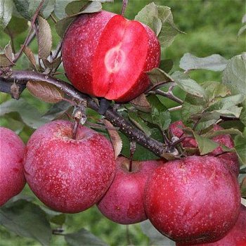 Fruitbomen, appels, peren, pruimen, kersen, abrikozen, nectarine en perzik - 4