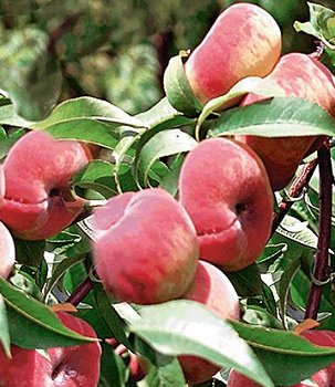 Fruitbomen, appels, peren, pruimen, kersen, abrikozen, nectarine en perzik - 7