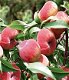 Fruitbomen, appels, peren, pruimen, kersen, abrikozen, nectarine en perzik - 7 - Thumbnail
