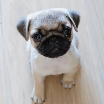 Pug-puppy's beschikbaar voor adoptie. - 0