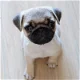 Pug-puppy's beschikbaar voor adoptie. - 0 - Thumbnail