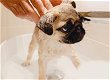 Pug-puppy's beschikbaar voor adoptie. - 2 - Thumbnail