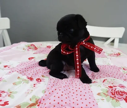 Pug puppy beschikbaar voor adoptie. - 0