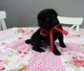 Pug puppy beschikbaar voor adoptie. - 0 - Thumbnail