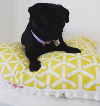 Pug puppy beschikbaar voor adoptie. - 2