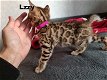 Mooie Bengaal kittens - 1 - Thumbnail