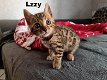 Mooie Bengaal kittens - 2 - Thumbnail