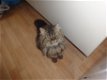 jonge perzische kater /katten - 0 - Thumbnail